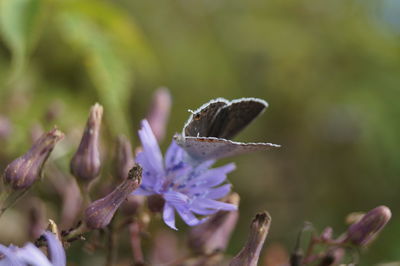Close-up of butterfly on flower outdoors