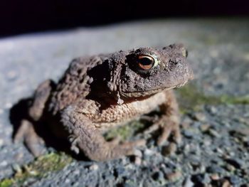 Close-up of a lizard