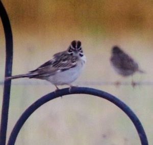 Close-up of bird perching on branch