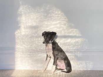 Light iii - dog in light