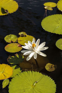 Lotus water lily in lake