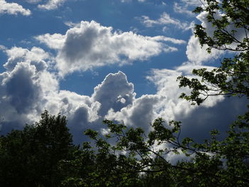 Low angle view of trees against sky