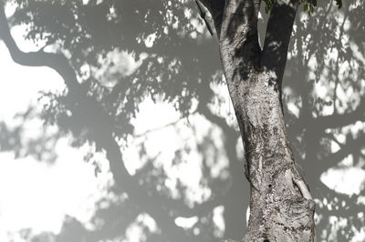 Low angle view of tree against sky in forest