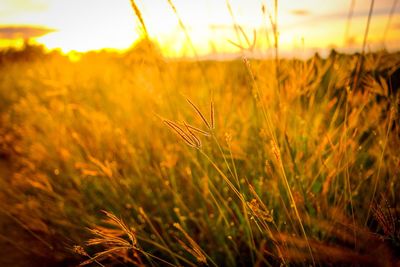 Close-up of wheat growing on field against sky