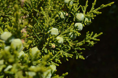 Close-up of fresh green plant