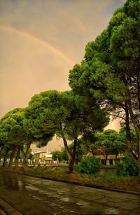 Trees on landscape