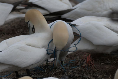 High angle view of birds on land