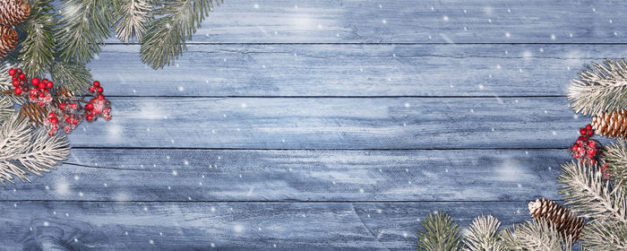 Close-up of christmas tree in winter