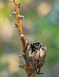 Close-up of wilted plant