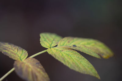 Close-up of plant