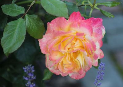 Close-up of pink flowers