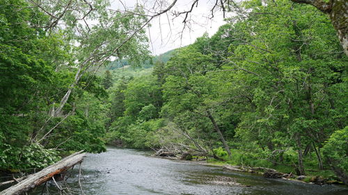 Scenic view of river amidst trees in forest