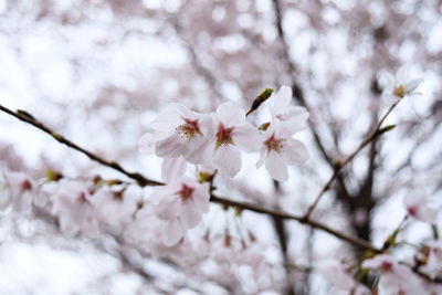 Close-up of cherry blossoms in spring