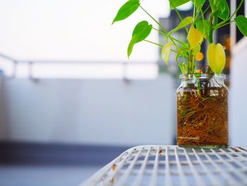 Close-up of glass vase on table