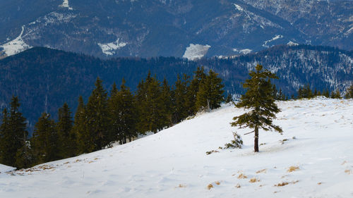 Pine trees on snow covered land against mountains