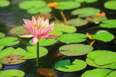 Lotus flowers blooming in the pond and green leaves