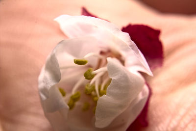 Close-up of white rose