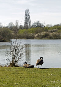 View of birds on lakeshore