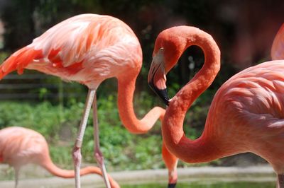 Close-up of pink flamingoes 