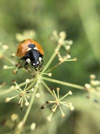 Close-up of ladybug on flower