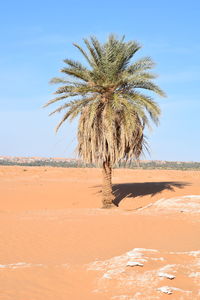 Palm tree in desert against sky