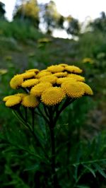 Close-up of yellow flower