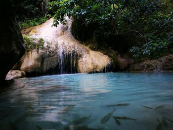 Scenic view of waterfall in forest