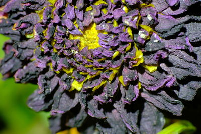Close-up of purple flowering plant leaves