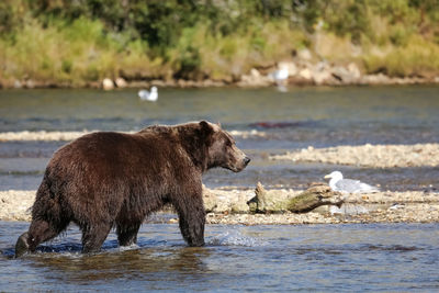 Alaskan brown bear walking through the riverbed, looking for sockeye salmon