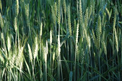 Full frame shot of wheat field