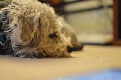 Close-up of dog