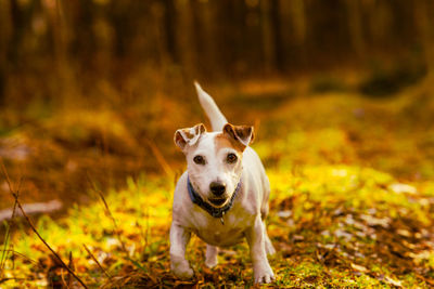 Dog jack russell terrier runs towards the camera in the autumn forest