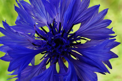 Macro shot of purple flower