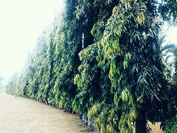 Trees on beach