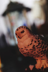Close-up of a bird