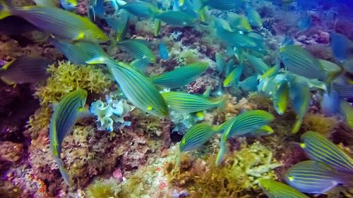 Close-up of coral swimming in sea