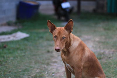 Portrait of dog on field