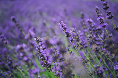 Close-up of purple flowering plants on field