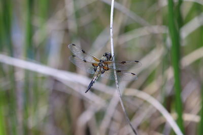 Close-up of insect on plant