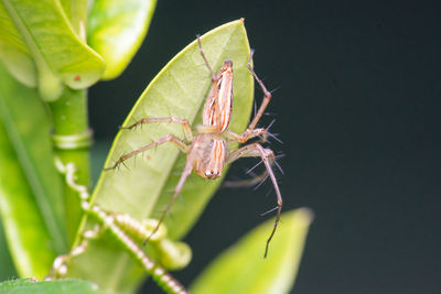 Close-up of insect on leaf