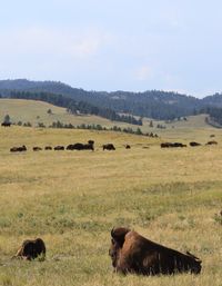 Cows grazing on field against sky