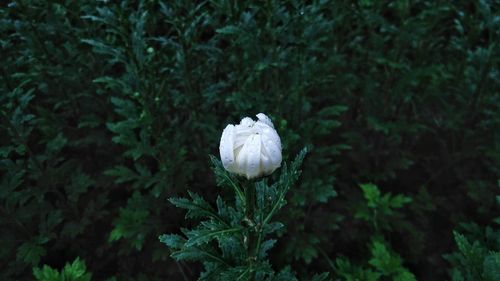 Close-up of white flowers blooming outdoors