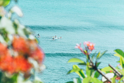 Close-up of flowers by sea