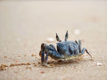 Close-up of crab on beach