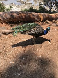 High angle view of bird on field