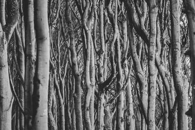 Full frame shot of bamboo trees in forest