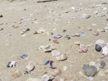 Close-up of shells on sand