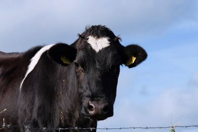 Close-up portrait of cow standing against sky