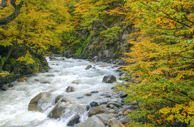Scenic view of stream flowing through forest during autumn