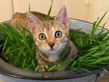 Portrait of cat by potted plant
